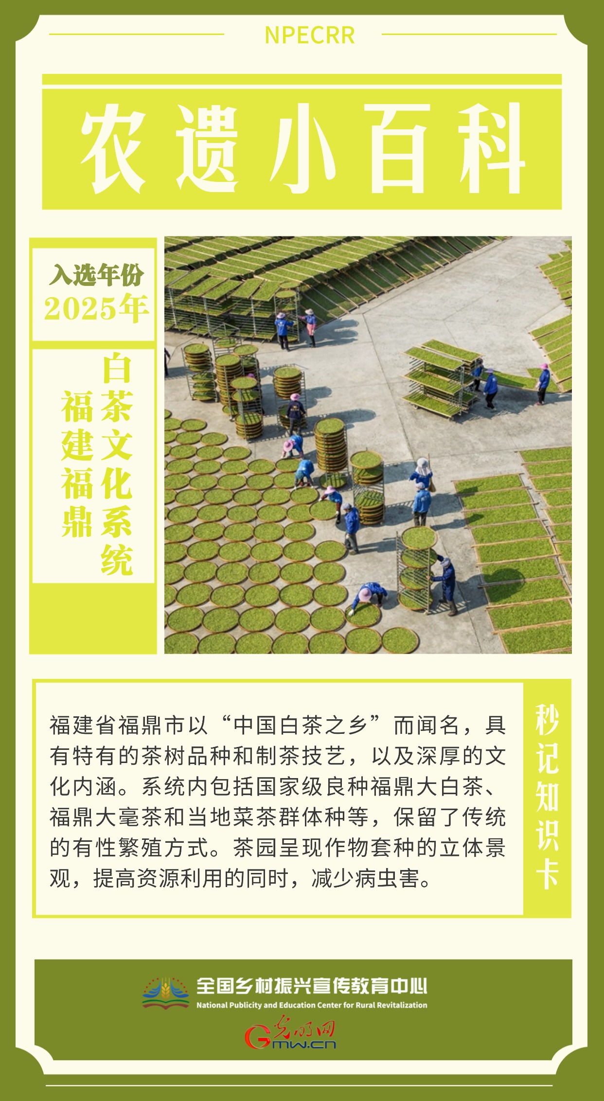 福建福鼎白茶文化系统.jpg